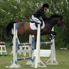 New Forest Odden's Daytonna A-Pony