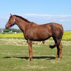 Fuldblod (XX) Red Lightning.