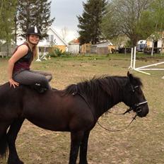 Fell pony Green Meadow Fleur