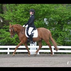 Welsh Pony af Cob-type (sec C) Tjekita