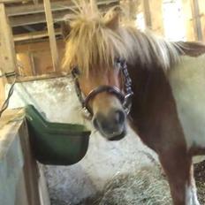 Shetlænder Dalbo´s Lukas