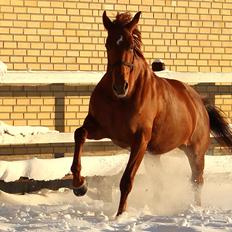 Dansk Varmblod Stald højgårds star light