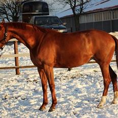 Dansk Varmblod Stald højgårds star light