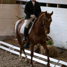 Dansk Varmblod Stald højgårds star light