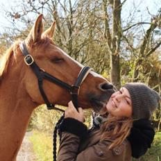 Tysk Sportspony Dornika B SOLGT