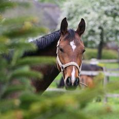 Dansk Varmblod Dortheas Delino R.I.P. Min dejlige dreng 