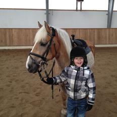 Haflinger Lucky