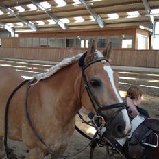 Haflinger Lucky