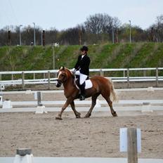 Haflinger Lucky