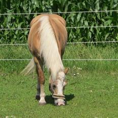 Tyroler Haflinger Nilly Kyhnaeb