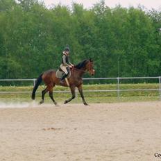 Dansk Varmblod Dyrkærgårds Late Delivery