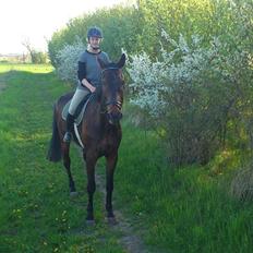 Dansk Varmblod Dyrkærgårds Late Delivery