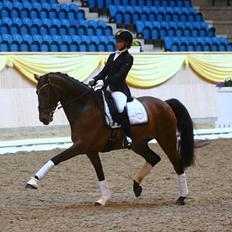 Dansk Varmblod Aventino