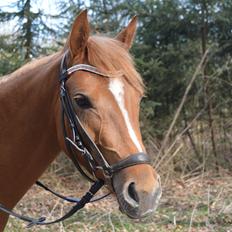 Welsh Partbred (Sec F) Sweet About Me