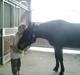 Standardbred Hej Kaj