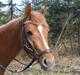 Welsh Partbred (Sec F) Sweet About Me