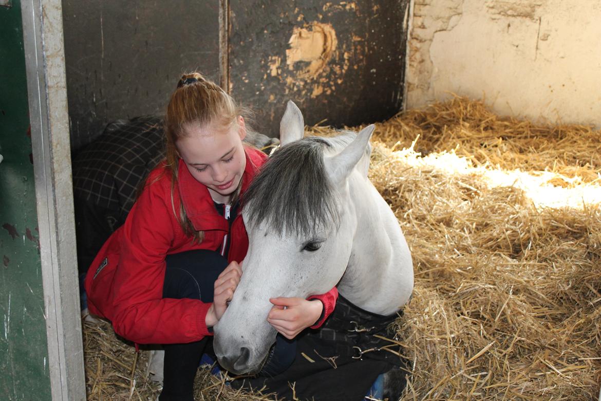 Welsh Partbred (Sec F) Bjerregårds La' Mir billede 16