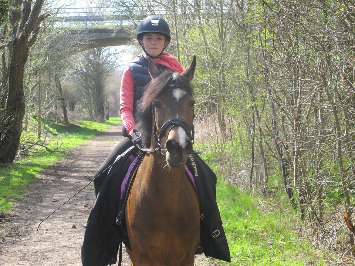 New Forest Orchid's Sheila B-pony - Smukke Sheila på tur <3  billede 10