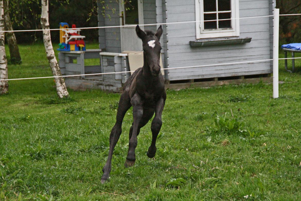 Trakehner Japix Pride K3 billede 3