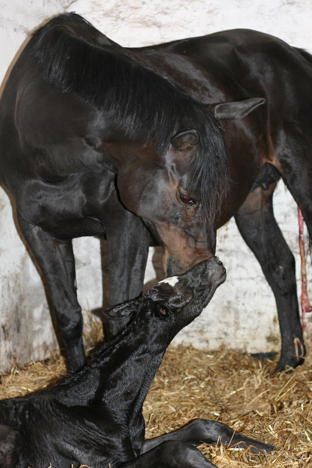 Trakehner Japix Pride K3 billede 4