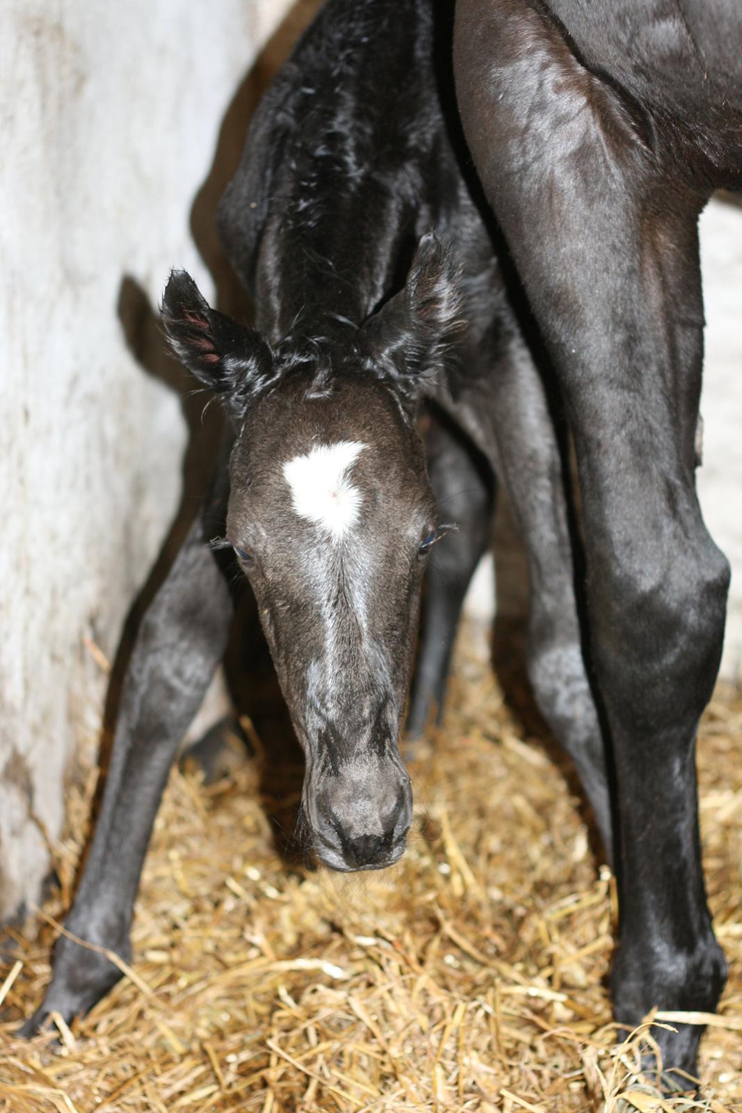 Trakehner Japix Pride K3 billede 5