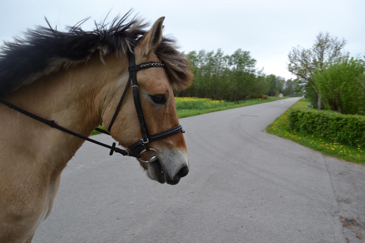 Anden særlig race Lukas [Tidl. hest] billede 11