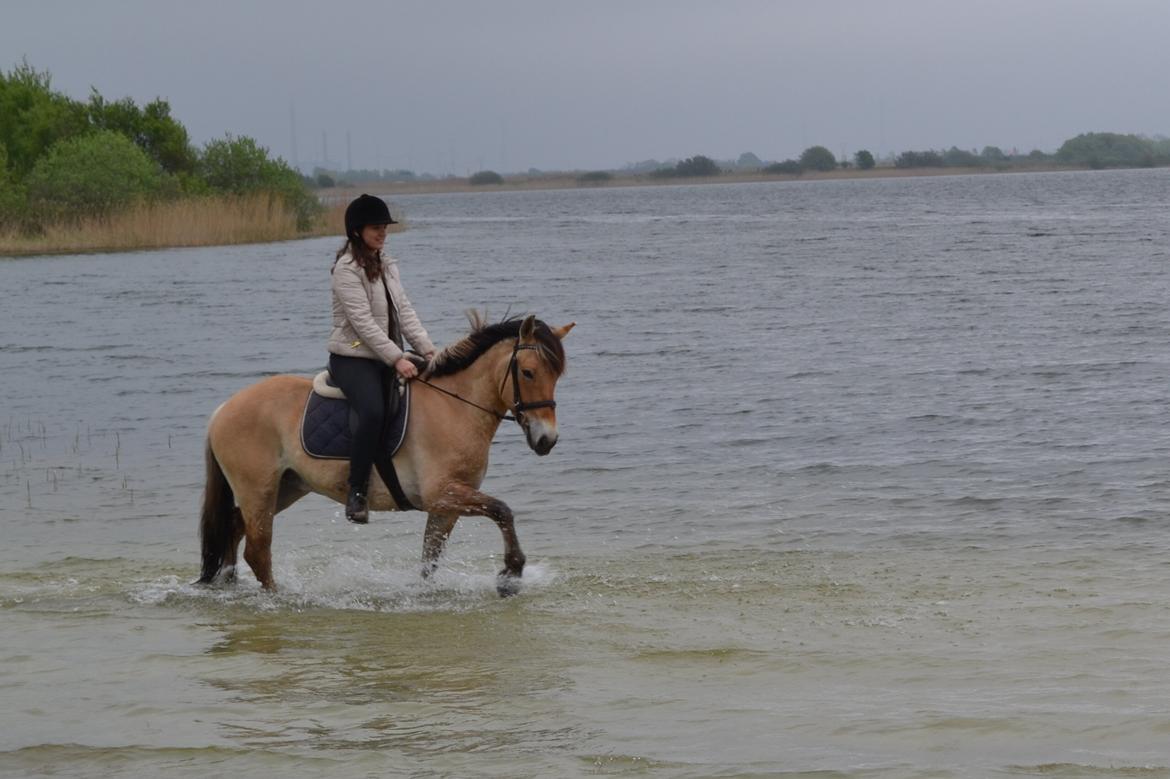 Anden særlig race Lukas [Tidl. hest] billede 7