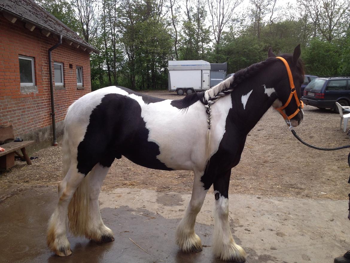 Irish Cob shadow billede 12