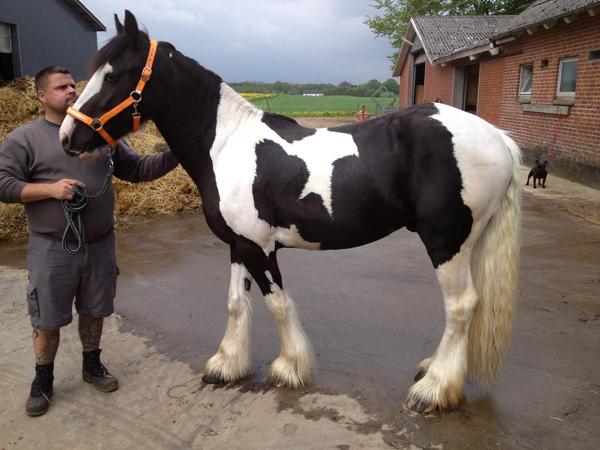 Irish Cob shadow billede 14