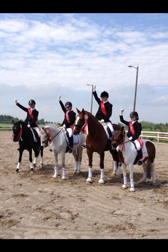 New Forest Calandias Avalanche (Caval) - D-distriktmester for hold 20. Maj. Feeeed weekend. billede 12