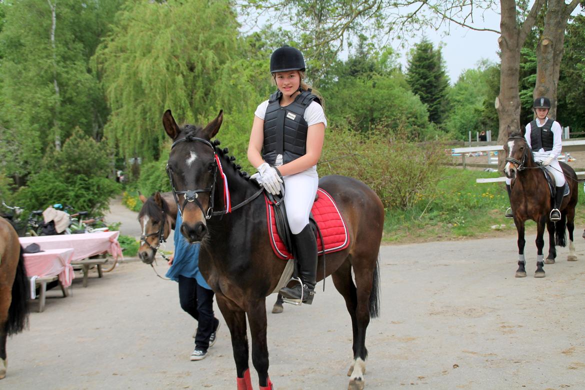 New Forest Elmholts Furore  - Vinder af Ld i spring <3 Foto: Emilia billede 12