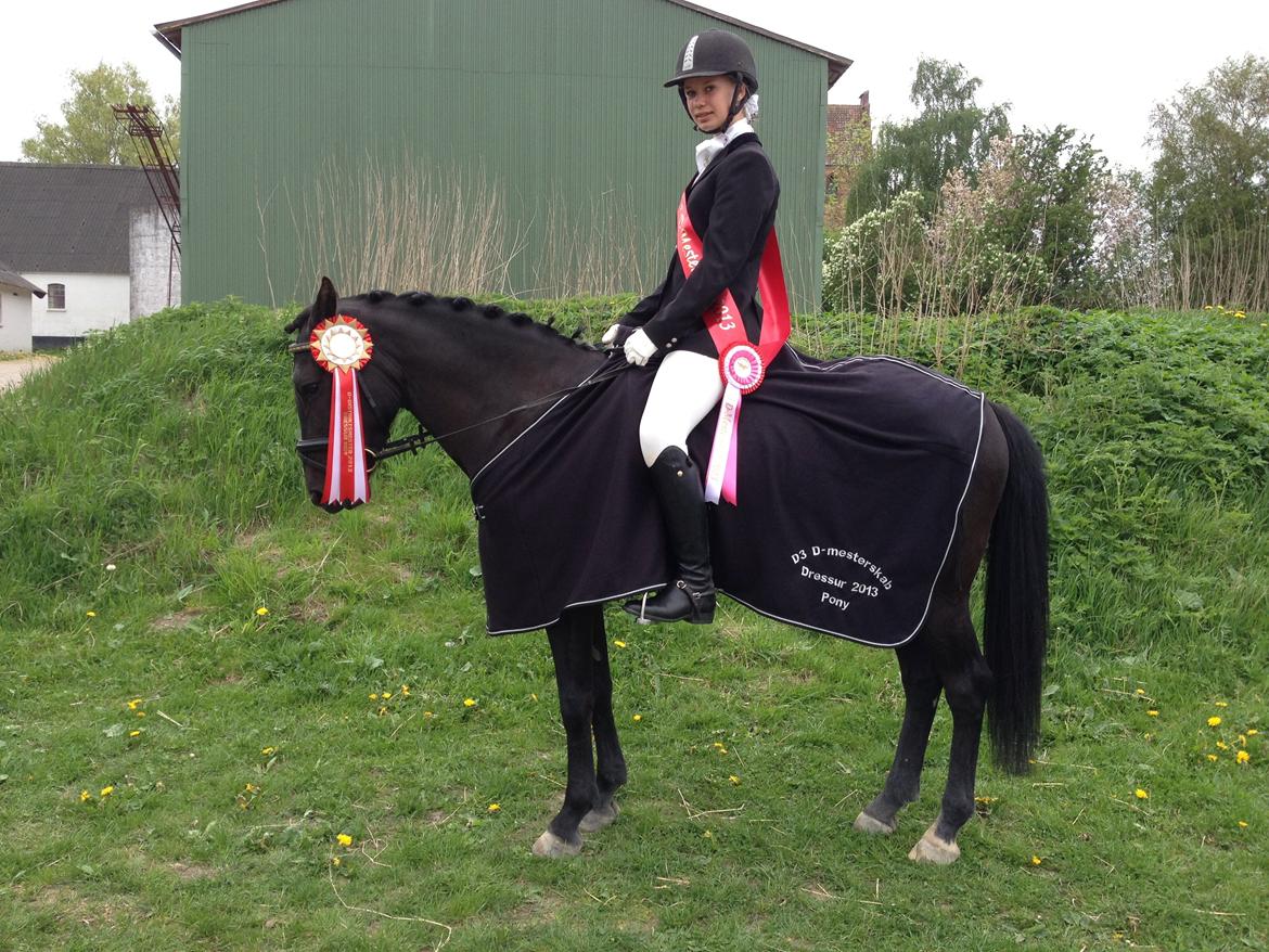 New Forest Calandias Avalanche (Caval) - :) :) :) billede 11