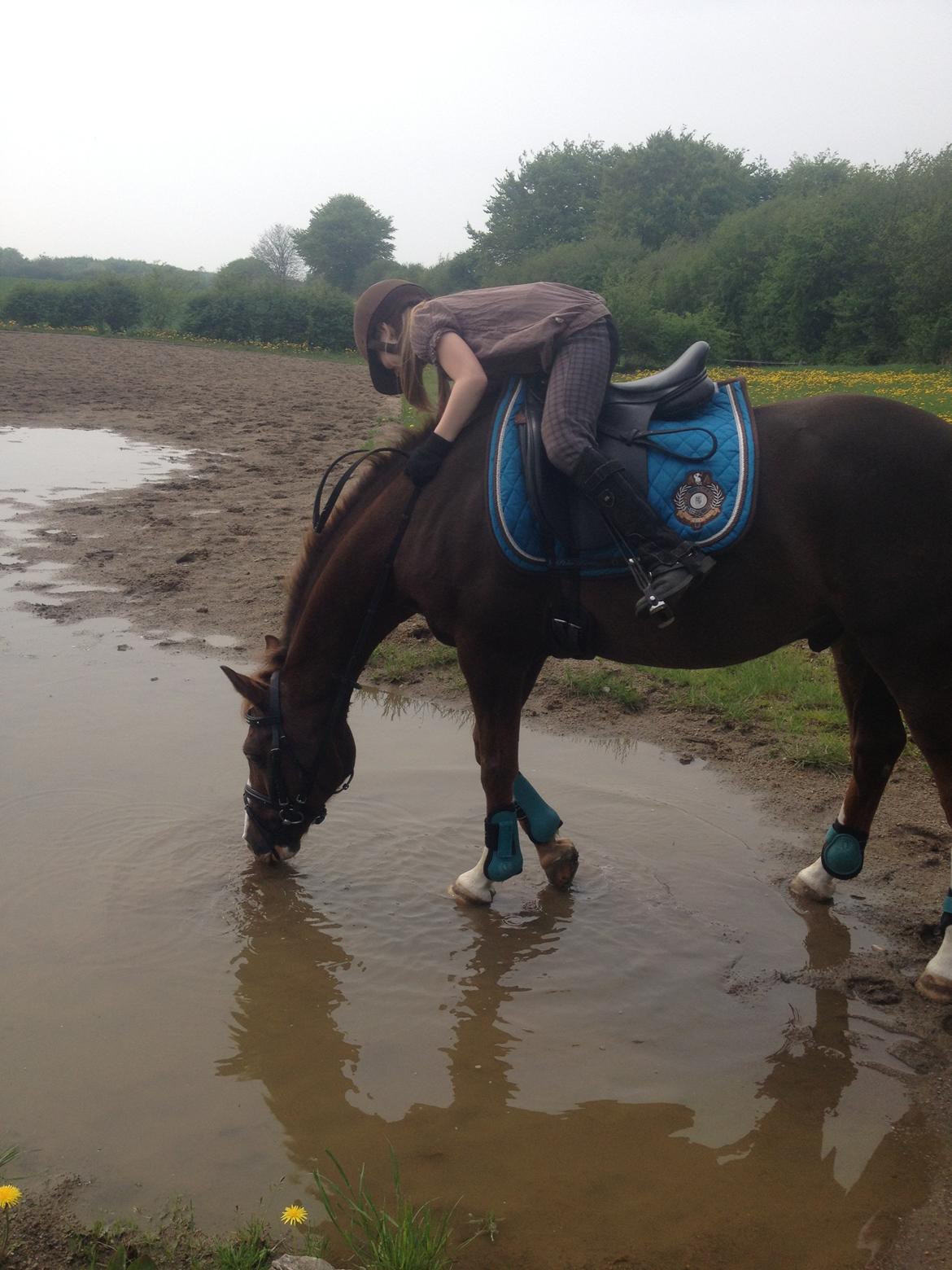 DSP Markant. SOLGT! - YEAR! Markant fandt lige en vandpyt, som kan få noget vand fra ;-) billede 16