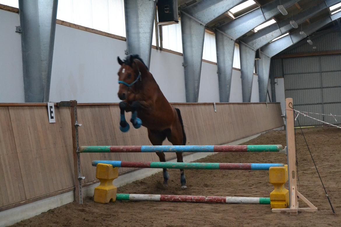 Trakehner  Klosterhedens why not (Notti) <3 - Den dag sprang han LD, LC og LB <3 han kom over 120 men rav ned, men det kommer <3<3<3<3 billede 14