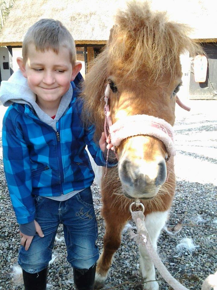 Shetlænder Molly billede 4