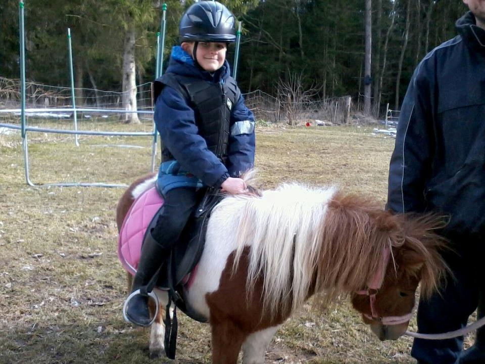 Shetlænder Molly billede 5