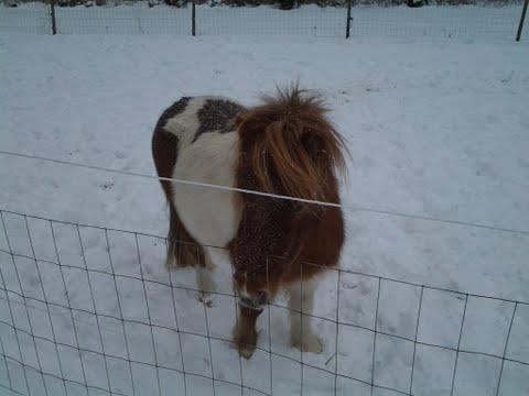 Shetlænder Molly - Molly i sneen... love it. billede 6
