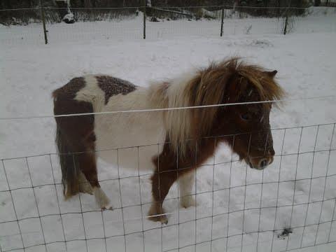 Shetlænder Molly billede 7