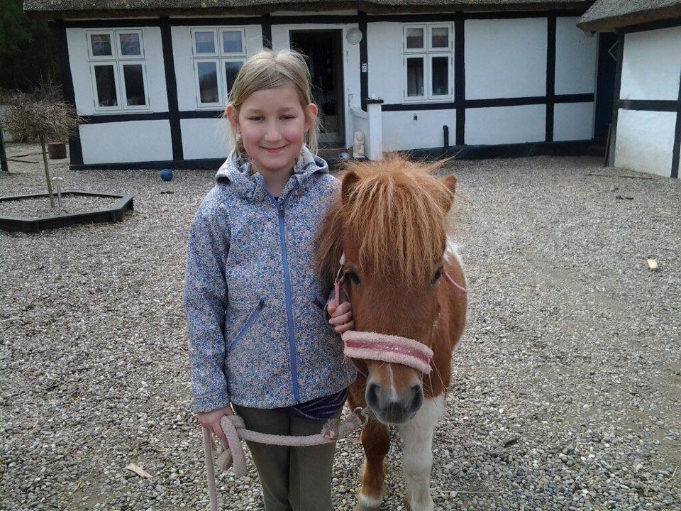 Shetlænder Molly billede 8