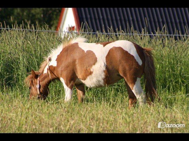 Shetlænder Molly billede 13