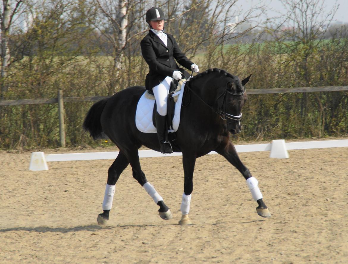 Dansk Varmblod Druebrogård's colibri billede 1