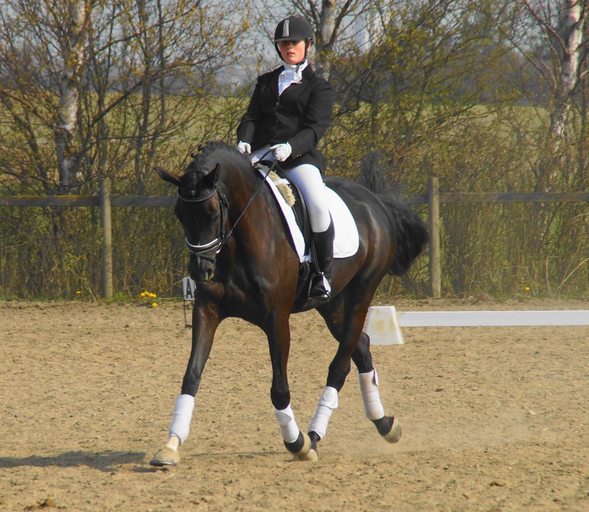Dansk Varmblod Druebrogård's colibri billede 2