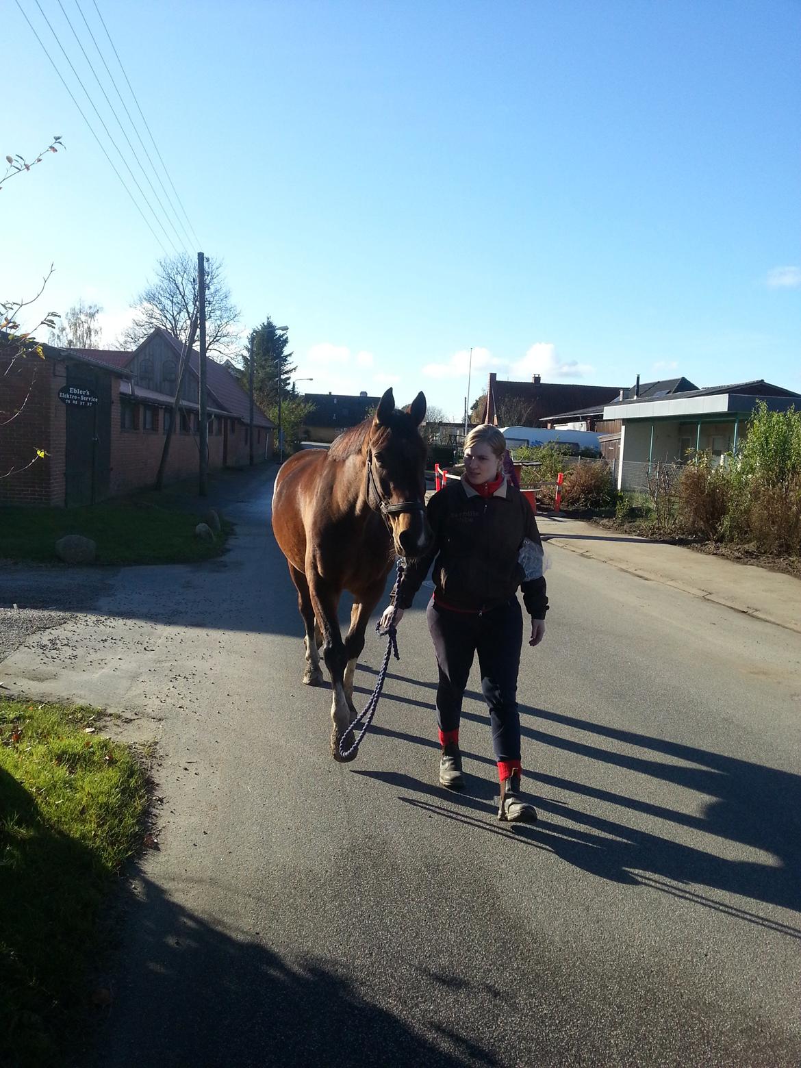 Anden særlig race Fanfare billede 6