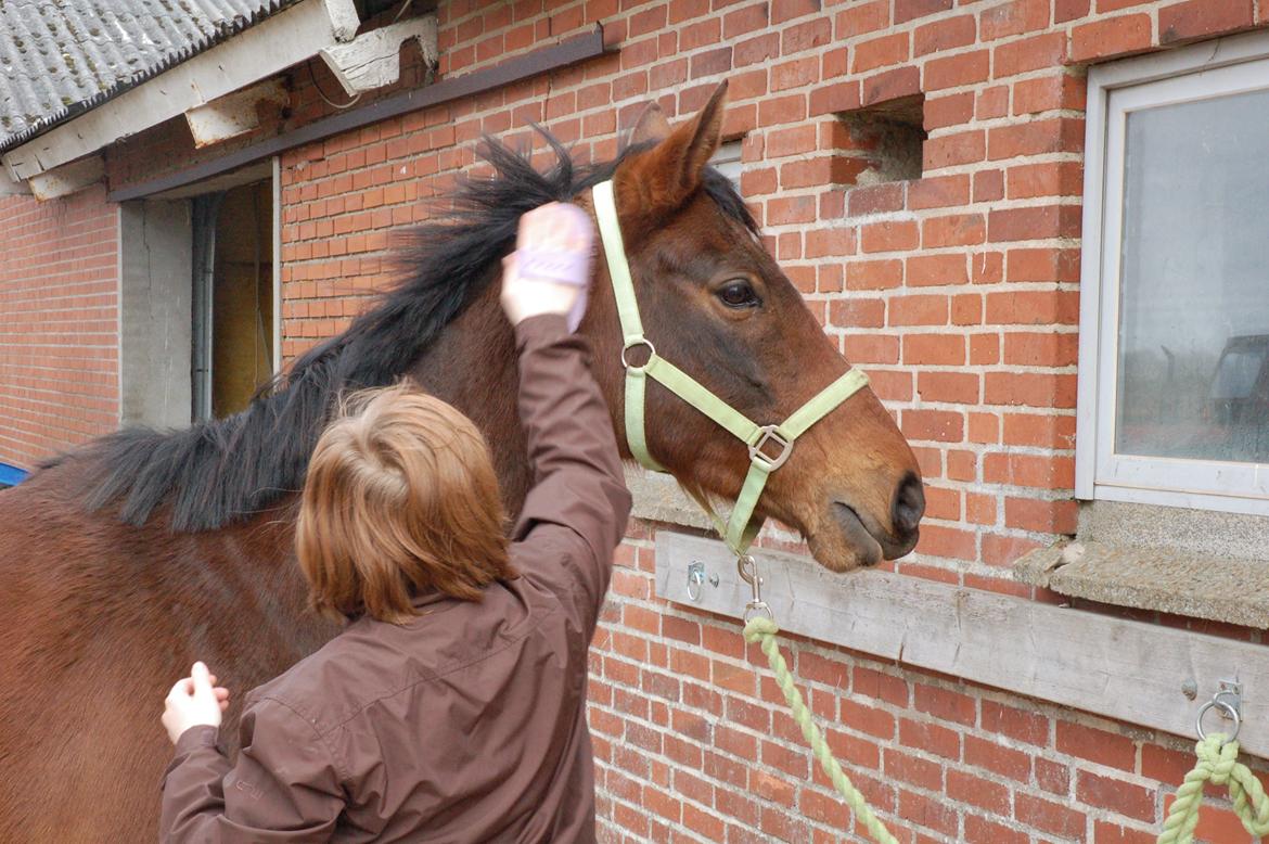 Anden særlig race Fanfare billede 10