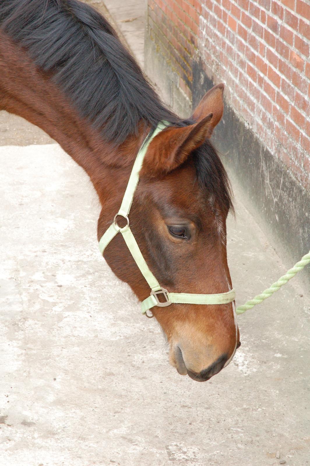 Anden særlig race Fanfare billede 11