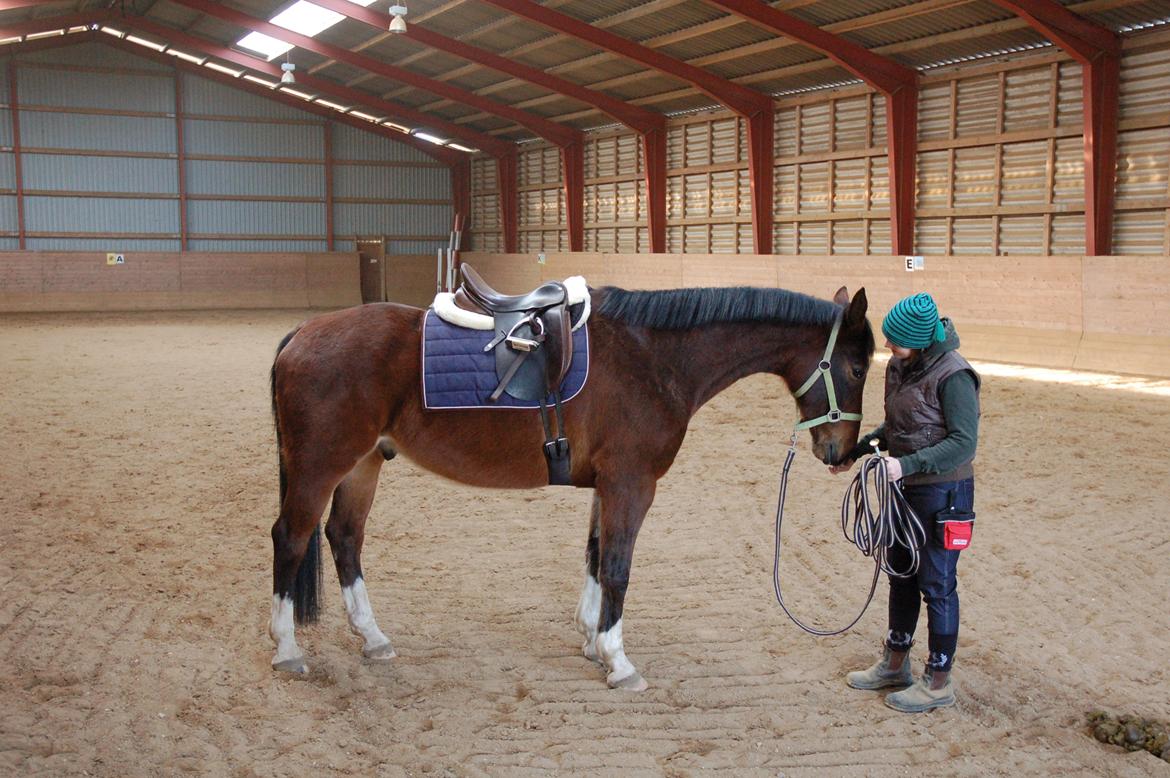 Anden særlig race Fanfare billede 3