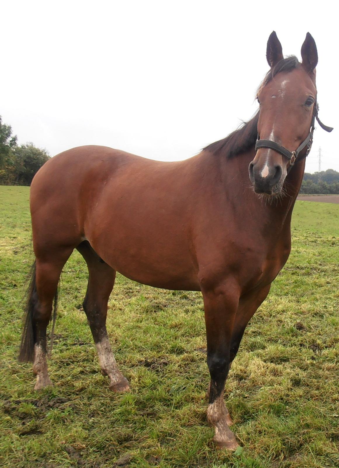 Anden særlig race Fanfare billede 14