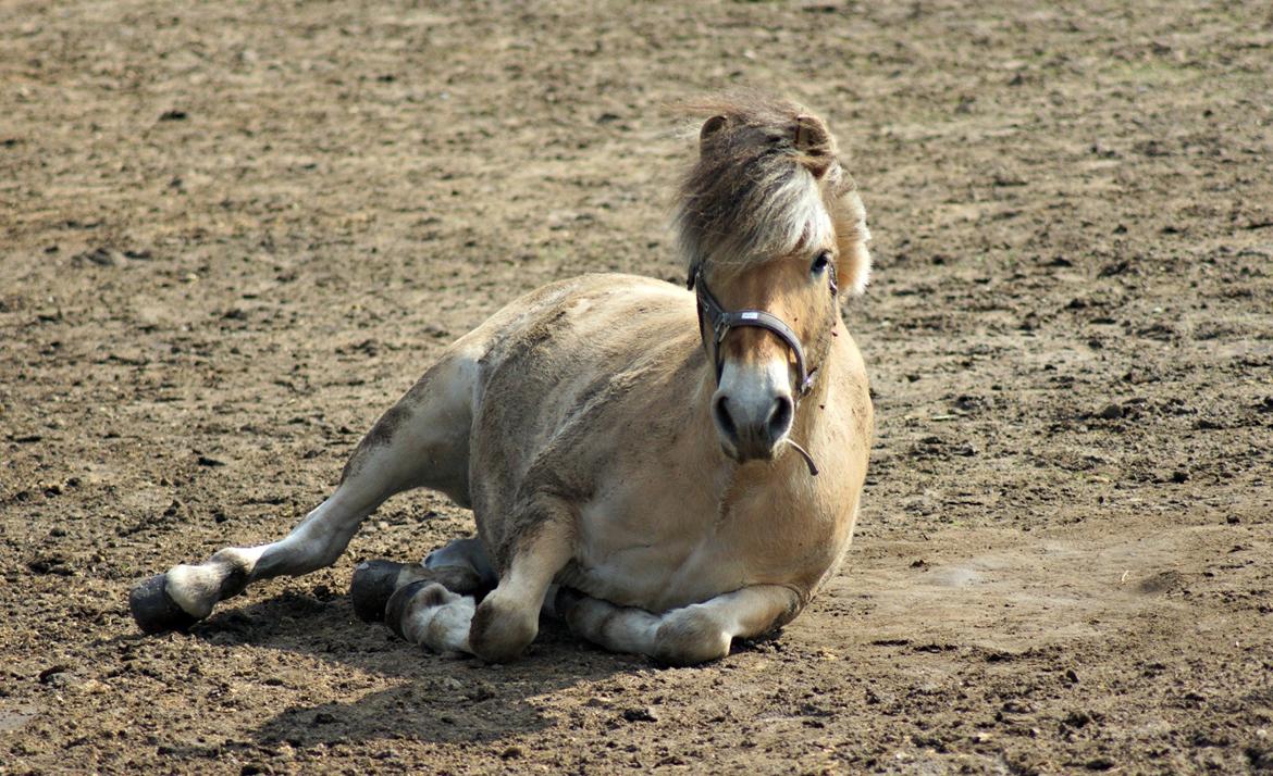 Fjordhest Viktor Vårby *Guldklumpen* - En dejlig sommerdag med Viktor manden :') <3 billede 7