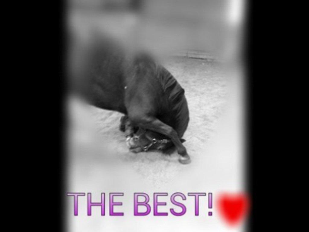 Anden særlig race Papaya billede 16