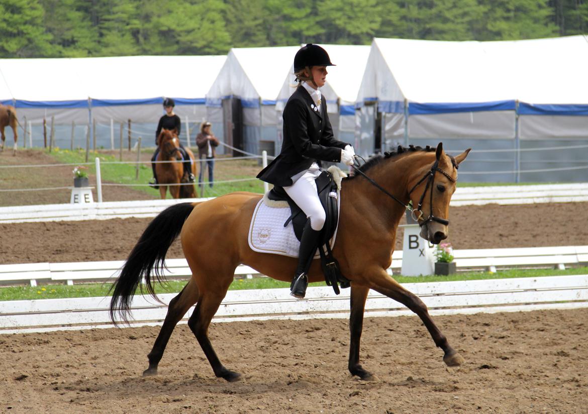 DSP Anemone Wales  - Morsø 2013 - Galop øgning  ♡  billede 15